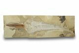 Cretaceous Fossil Sawfish-Like Ray (Libanopritis) - Lebanon #270252-1